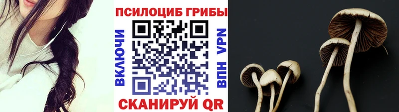 купить   Тетюши  Псилоцибиновые грибы Magic Shrooms 